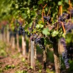 Vignes, vin nature